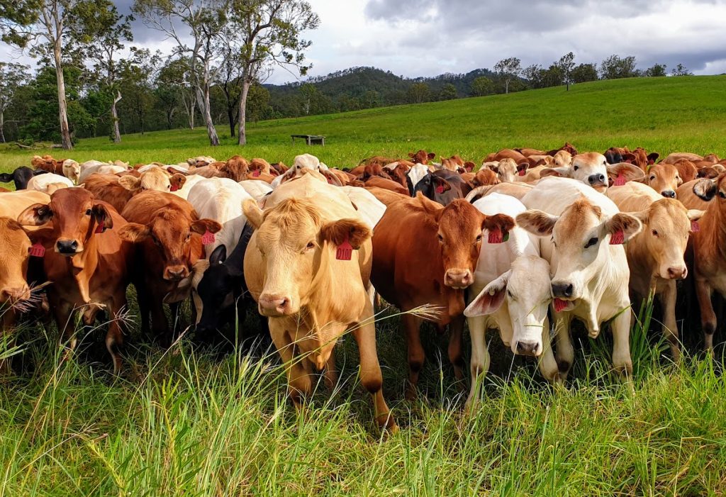 Animal Feed